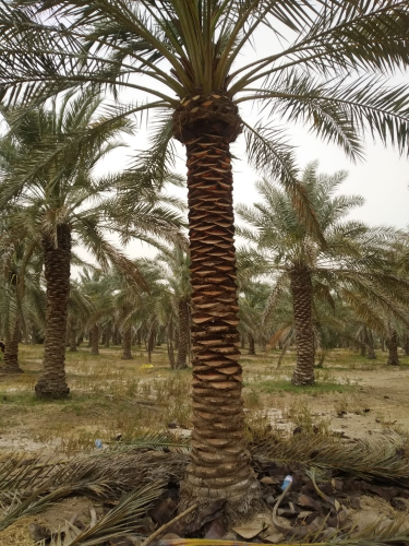 تكريب النخيل 