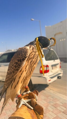 جير تبع فرخ بيع مستعجل 