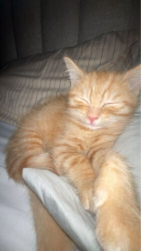 Leo