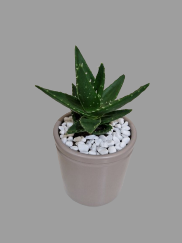 lndoor plants