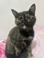 Female cat for adoption