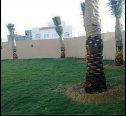 زراعه النخيل وزاعه الحدائق