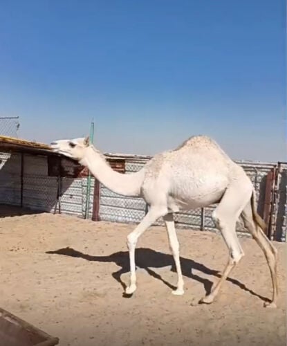 مفرود ( صعب ) 