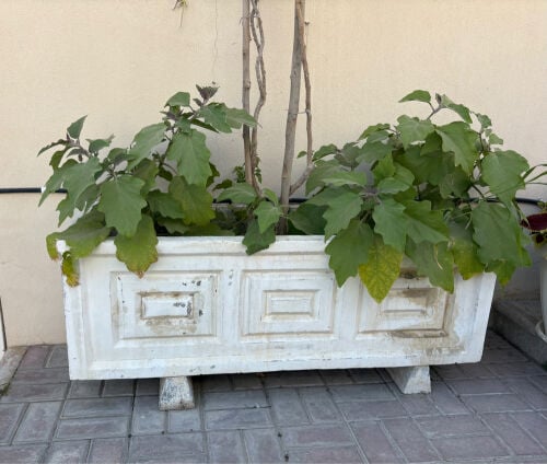 أحواض زراعة