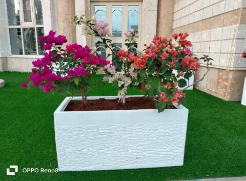 أحواض زراعية 
