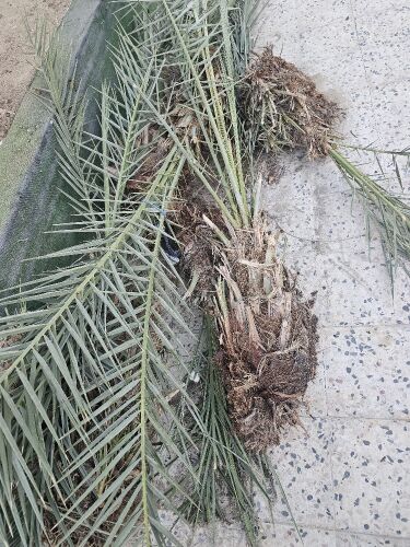 فسايل نخيل ممتاز