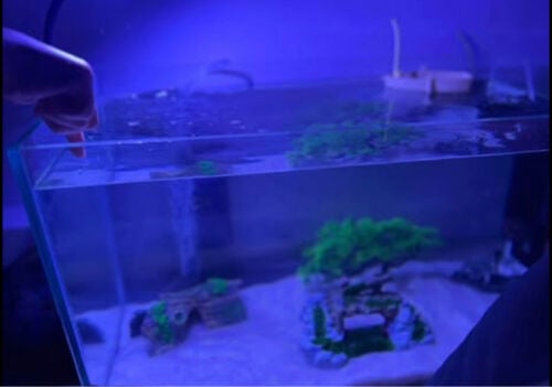 Aquarium Starter Combo With API