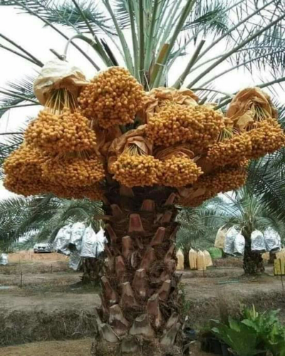 الإنجليزية و مواد الإعدادى