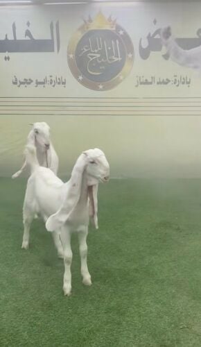 جفره حجازي صنف إنتاج العالمي