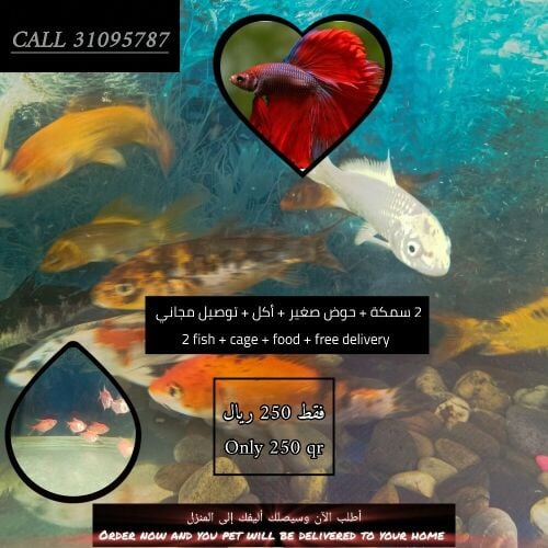 باقة الأسماك