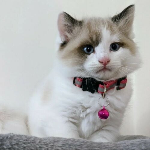 Ragdoll kitten
