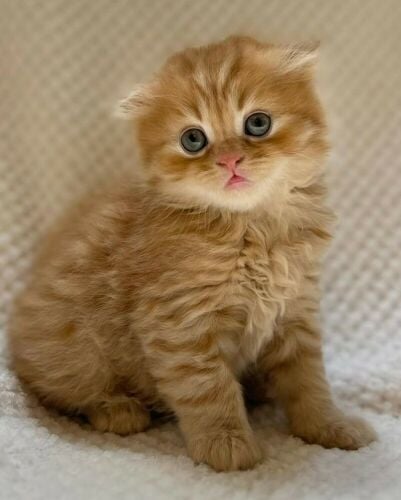 Scottish Fold Kitten