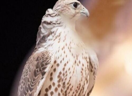 Photo sessions with the falcon