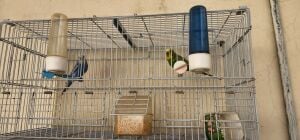 عصافير بادجي للبيع