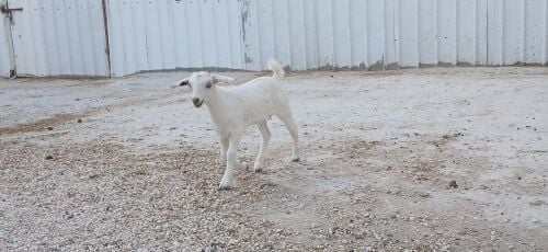 للبيع تيس لعبه صغير