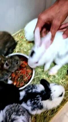 rabbit
