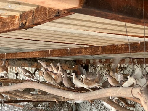 pigeons 