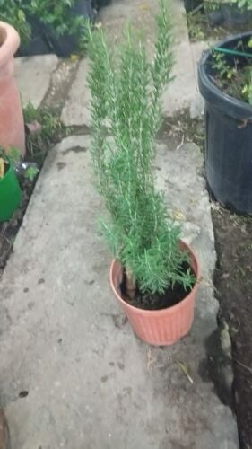 الاعشاب البريه روزميرى وغيرها