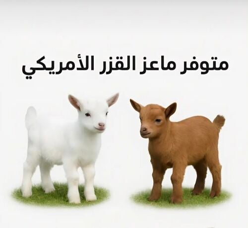 موليد قزم أمريكي