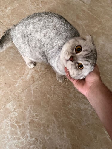 scottish cat