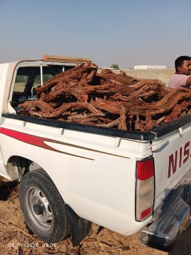 جميع انواع الحطب