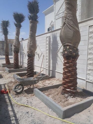 نخيل والوشنطنيا