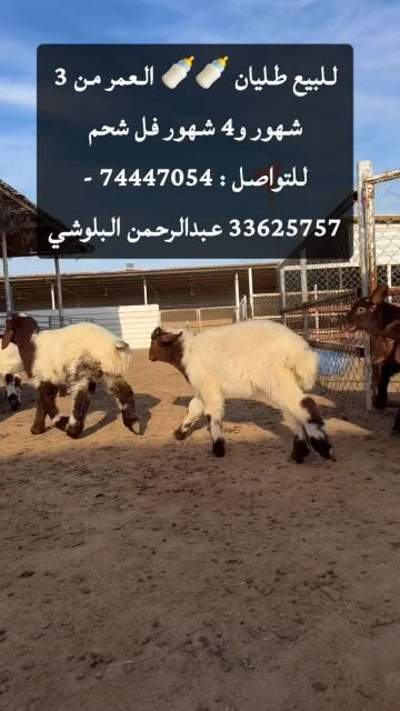 للبيع طليان انتاج عزبه 