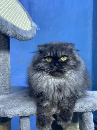 Scottish fold longhair(female)
