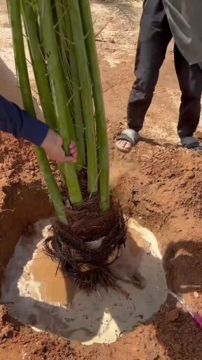 تركيب تقريب النخيل وشنطونيا