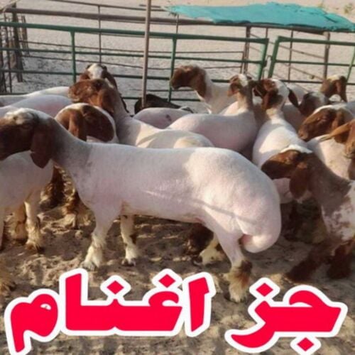 جزاز غنم و تقليم اظافر
