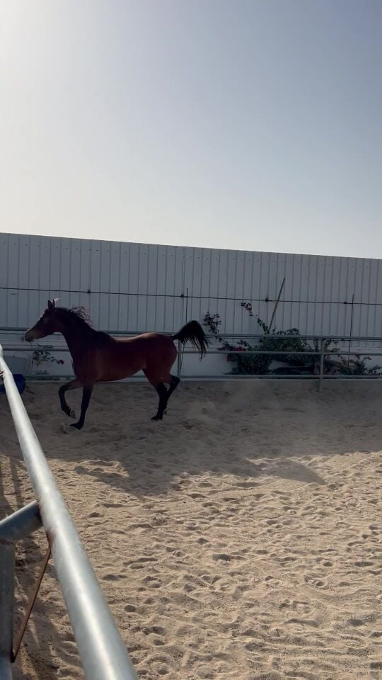 حنايا الريح 