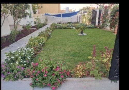 حديقه منزليه عشب أخضر