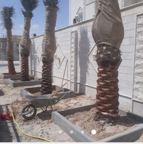 زراعه وتوريد وتركيب النخيل