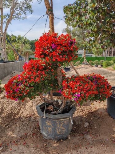 Garden planting and maintenance
