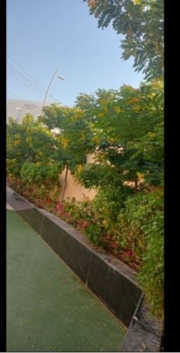 أشجار الزينه