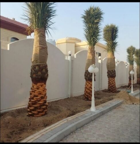 توريد وتركيب النخيل بأنواعه