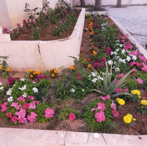 زراعه الورود والاشجار