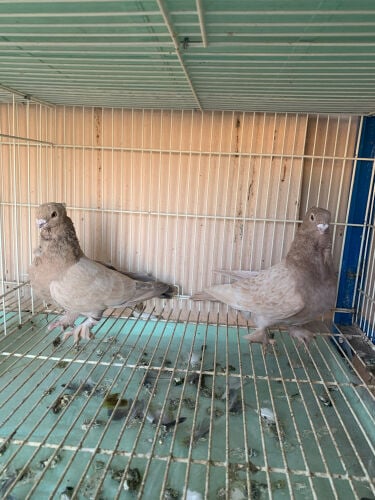 Satinette confirm breeding pair