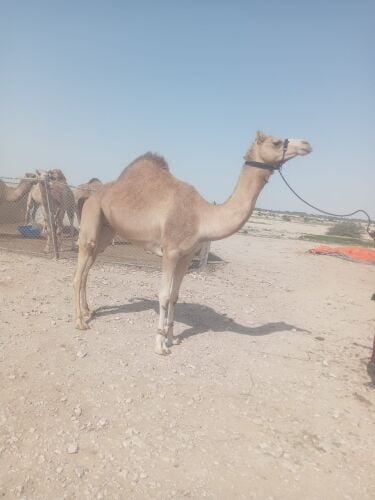 لقحه علمانيه