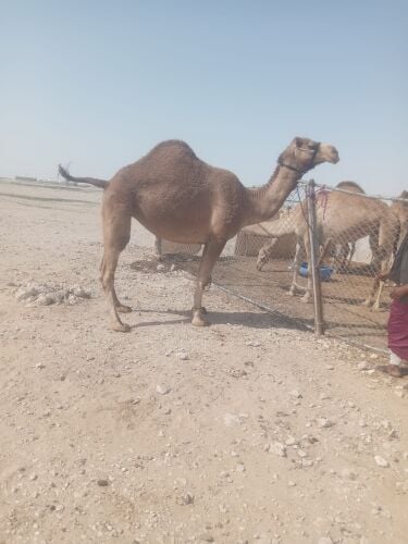 بكره لقحه مهجنه