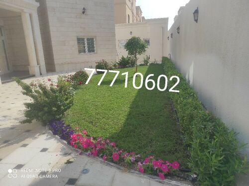 زراعه العشب الأخضر