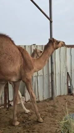 للبيع قعود عقيرا حوار