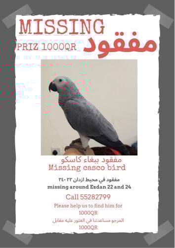 missing casco around ezdan 22-24 