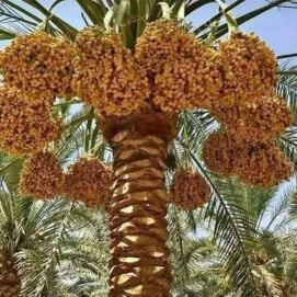 الزراعة والنخيل 