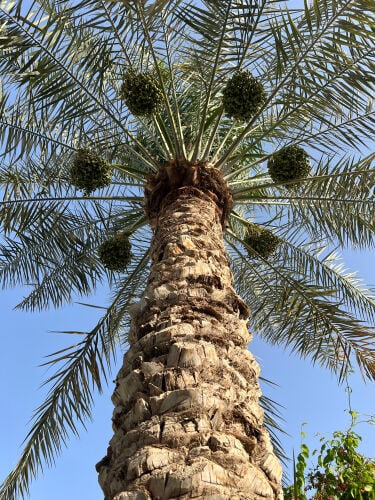 ترتيب وتنسيق الحدائق والنخيل 