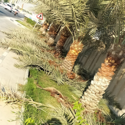 لتنظيف وزراعه النخيل 55079950