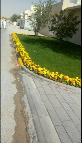 تنظيف النخيل  55079950