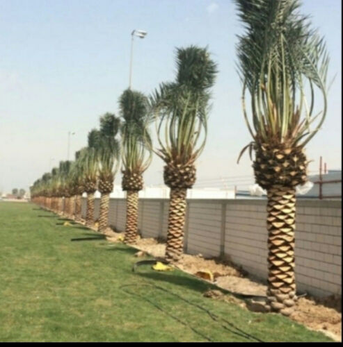 توريد وزراعه النخيل 
