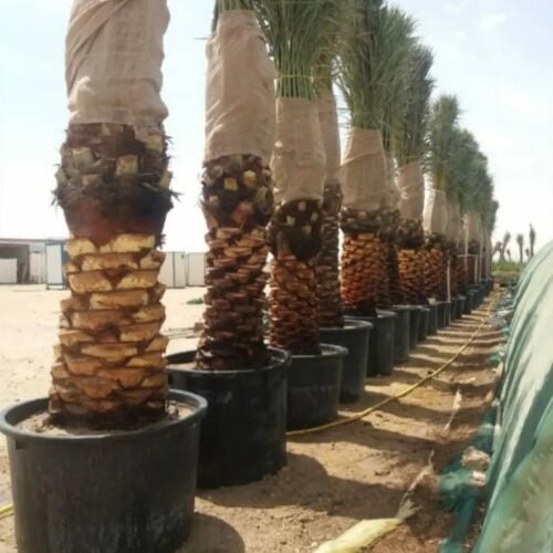 متوفر جميع النخيل