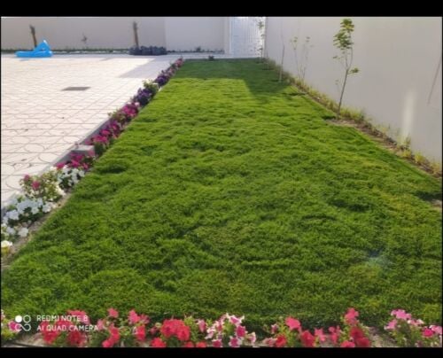 العشب الطبيعي الاخضر